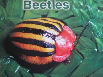(image for) Beetles (P)(Big) by Edana Eckart