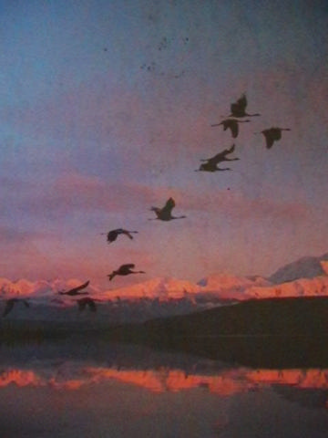 (image for) Biology Concepts & Applications 4th Edition (H) by Cecie Starr