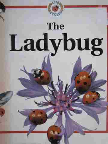 (image for) Life Cycles The Ladybug (P) by Sabrina Crewe