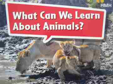 (image for) HMH Leveled Readers K What Can We Learn About Animals? (P)