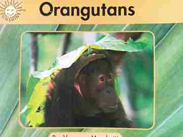 (image for) Sunshine Level F Orangutans (P) by Vanessa Marchetti