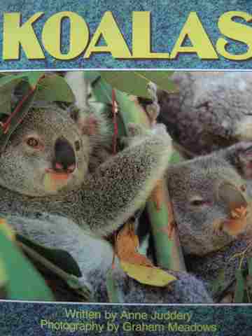 (image for) Literacy Tree Koalas (P) by Anne Juddery