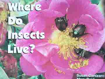 (image for) Science Emergent Readers Where Do Insects Live? (P) by Susan Canizares & Mary Reid