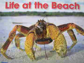 (image for) Early Explorers Life at the Beach (P) by Carrie Smith & Cameron Swain
