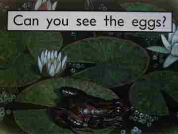 (image for) PM Starters Two Can You See the Eggs? (P) by Jenny Giles