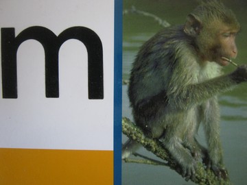 (image for) PM Collection m (P) by Beverley Randell