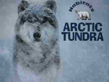 (image for) Habitats Arctic Tundra (P) by Michael H Forman