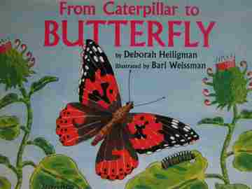 (image for) From Caterpillar to Butterfly (P) by Deborah Heiligman