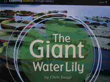 (image for) Giant Water Lily (P) by Chris Jaeggi