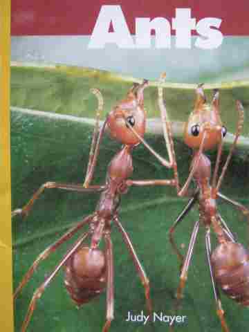 (image for) Discovery Links Emergent Level Ants (P) by Judy Nayer