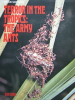 (image for) Terror in the Tropics The Army Ants (P) by Tom Lisker