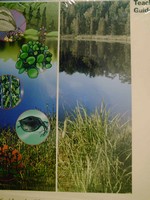 (image for) NSRC Organisms-From Macro to Micro TG (TE)(Binder)