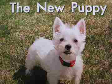 (image for) Leveled Literacy Intervention A.3 The New Puppy (P)(Big) by Margie Sigman