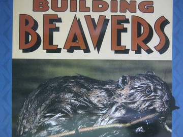 (image for) Reading Street K.6 Building Beavers (P)(Big) by Martin-James