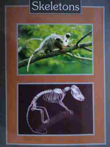 (image for) Informazing! Skeletons (P)(Big) by David Drew