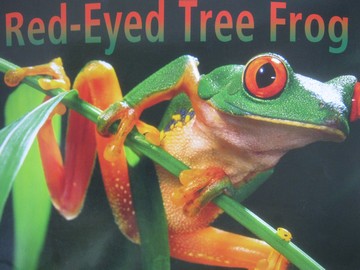 (image for) Red-Eyed Tree Frog (P)(Big) by Joy Cowley