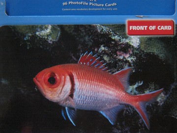(image for) Avenues Level E 96 PhotoFile Picture Cards (Box)