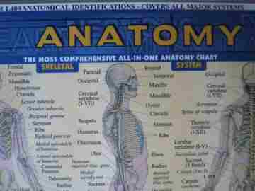 (image for) Anatomy The Most Comprehensive All-in-One Anatomy Chart (P)
